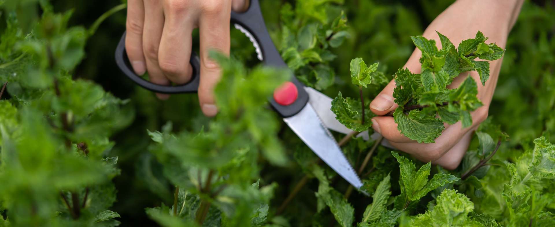 Wir kochen mit frischen Kräutern aus dem Garten